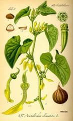 Aristolochia Aristolochia