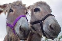 Ezeltherapeuten beloven bizarre dingen Ezeltherapeuten beloven bizarre dingen
