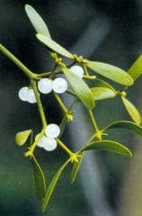 Iscador Iscador