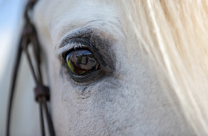 Paard horse paardenfluisteraaar