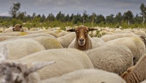 Schaap