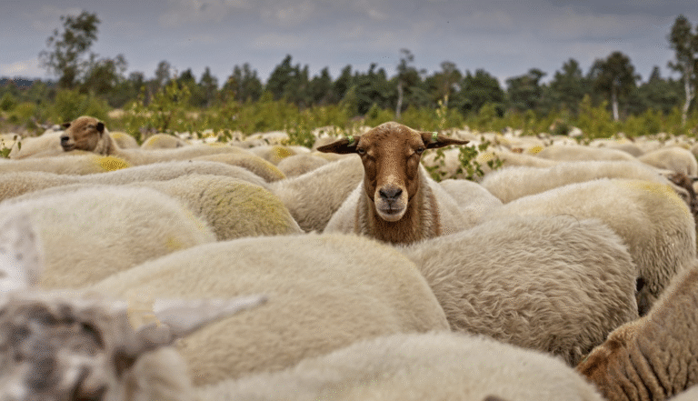 Een wit-paars-groen-gele aura tegen blauwtong Een wit-paars-groen-gele aura tegen blauwtong