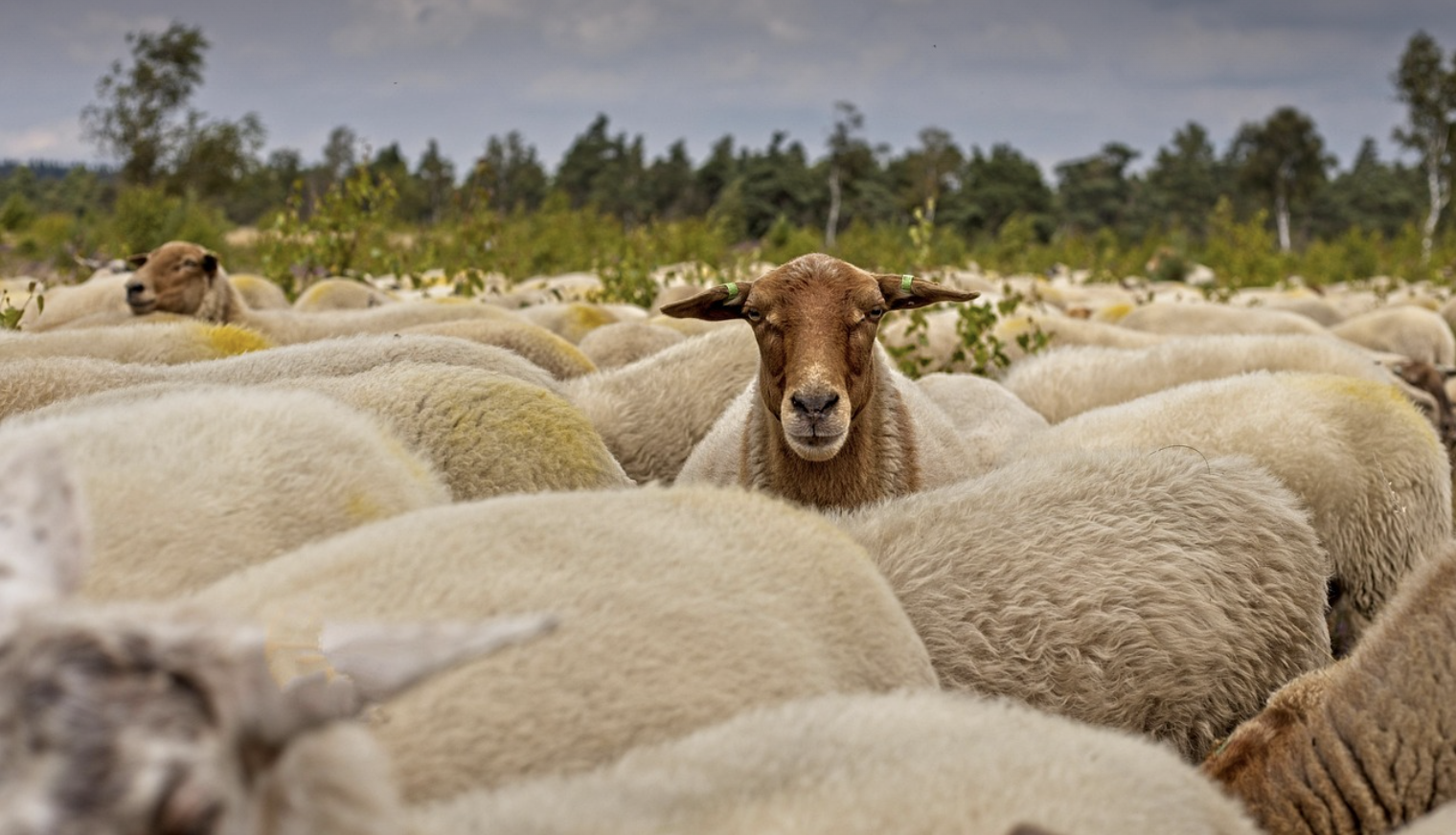 Schaap